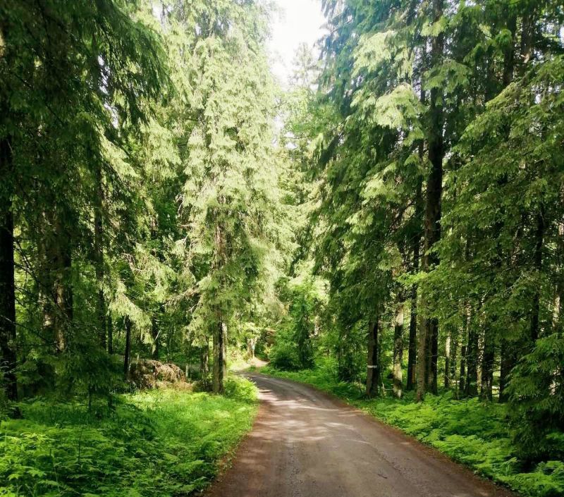 Metsän keskellä kulkee polku.