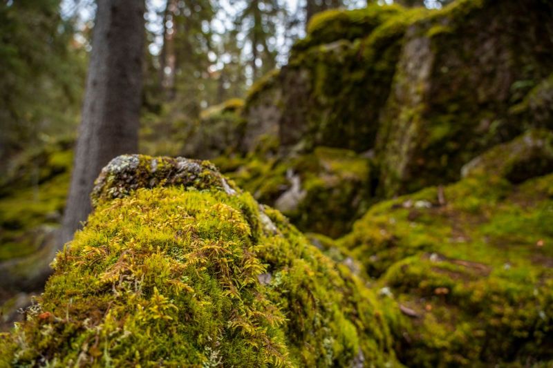 Kuva metsästä, kuvan etualalla sammaleinen iso kivilohkare.