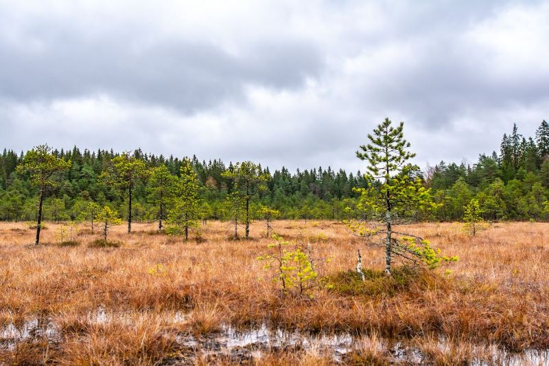 Kuva Hollolan Soisalmensuolta.