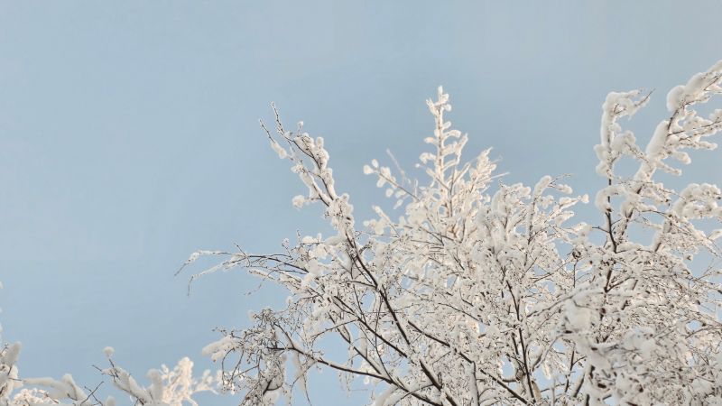 Lumipeitteiset koivun latvat haalean sinistä taivasta vasten.