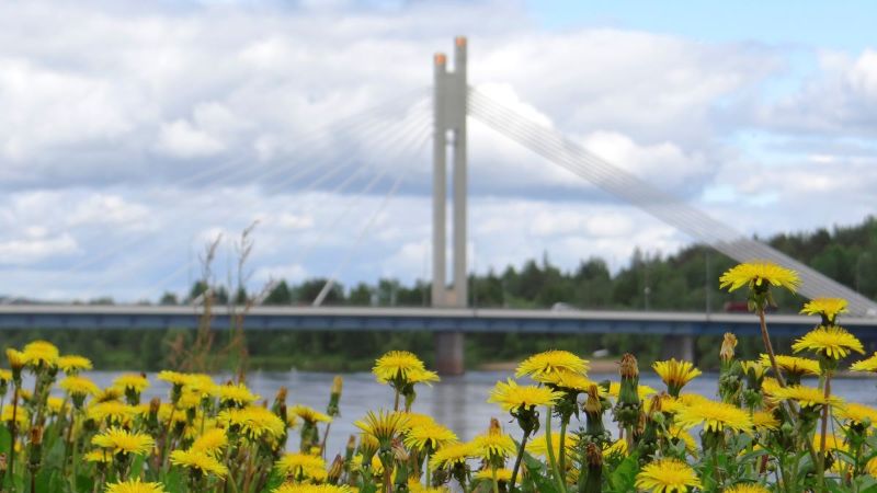 Jätkänkynttilä-silta puolipilvisenä kesäpäivänä. Tarkennus on etualalla näkyvissä voikukissa, taustalla näkyvä Jätkänkynttilä on kevyesti sumennettu.